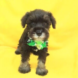 Alternative view of ミニチュア・シュナウザー