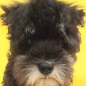 ミニチュア・シュナウザー