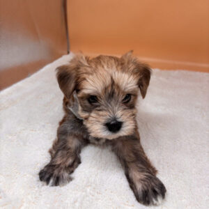 Alternative view of ミックス犬