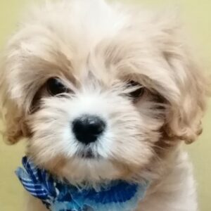 ミックス犬