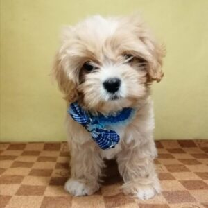 Alternative view of ミックス犬