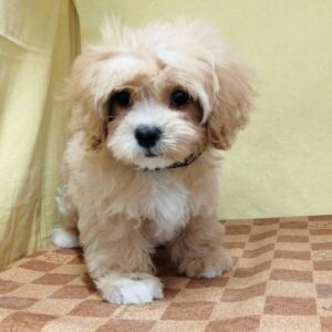 Alternative view of ミックス犬