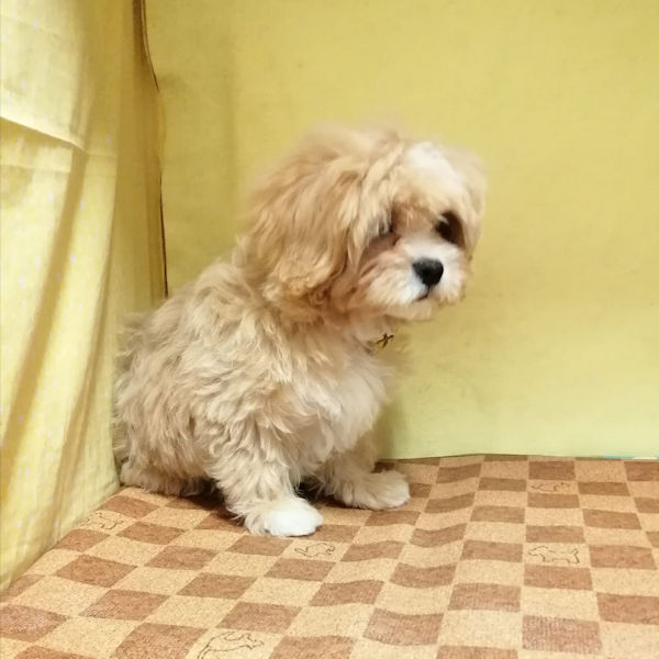 ミックス犬 - 画像 (4)
