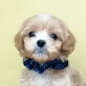 ミックス犬