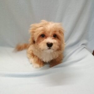Alternative view of ミックス犬