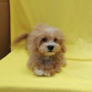 Alternative view of ミックス犬