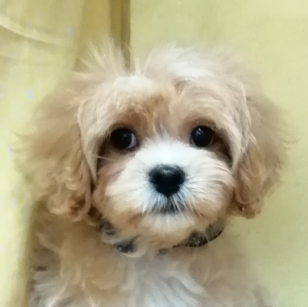 ミックス犬