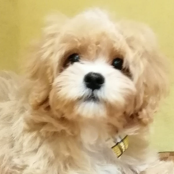 ミックス犬