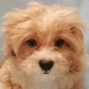 ミックス犬