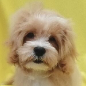 ミックス犬