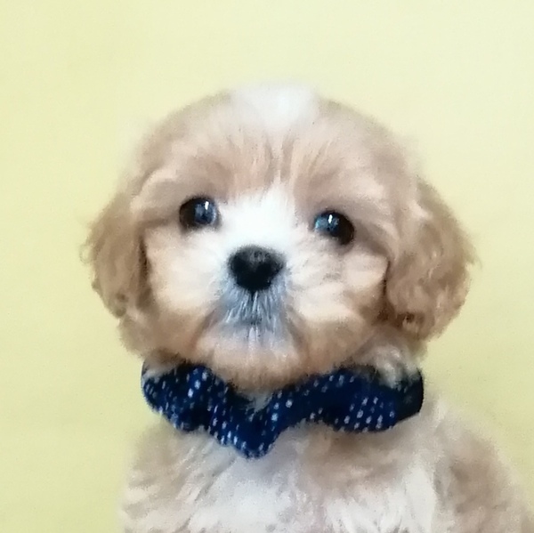 ミックス犬