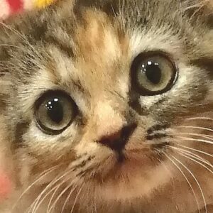 スコティッシュ・フォールド