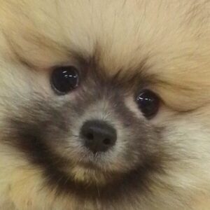 ポメラニアン