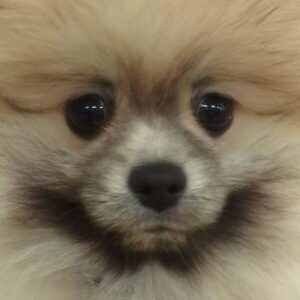ポメラニアン