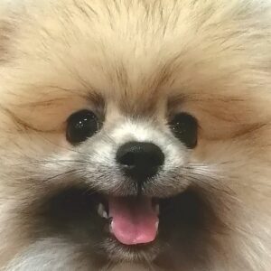 ポメラニアン