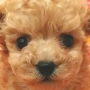 トイ・プードル