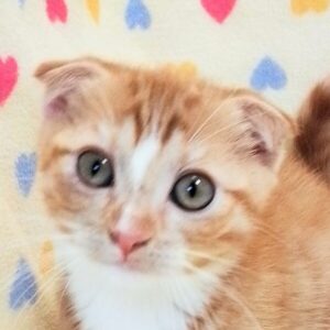 スコティッシュ・フォールド