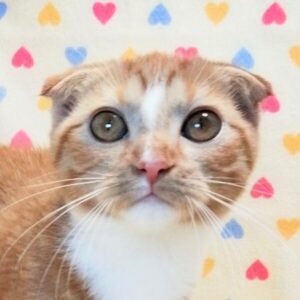 スコティッシュ・フォールド