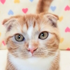 スコティッシュ・フォールド