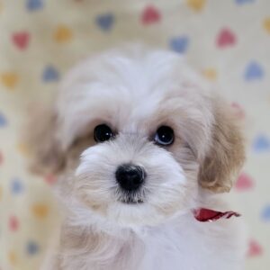 ミックス犬