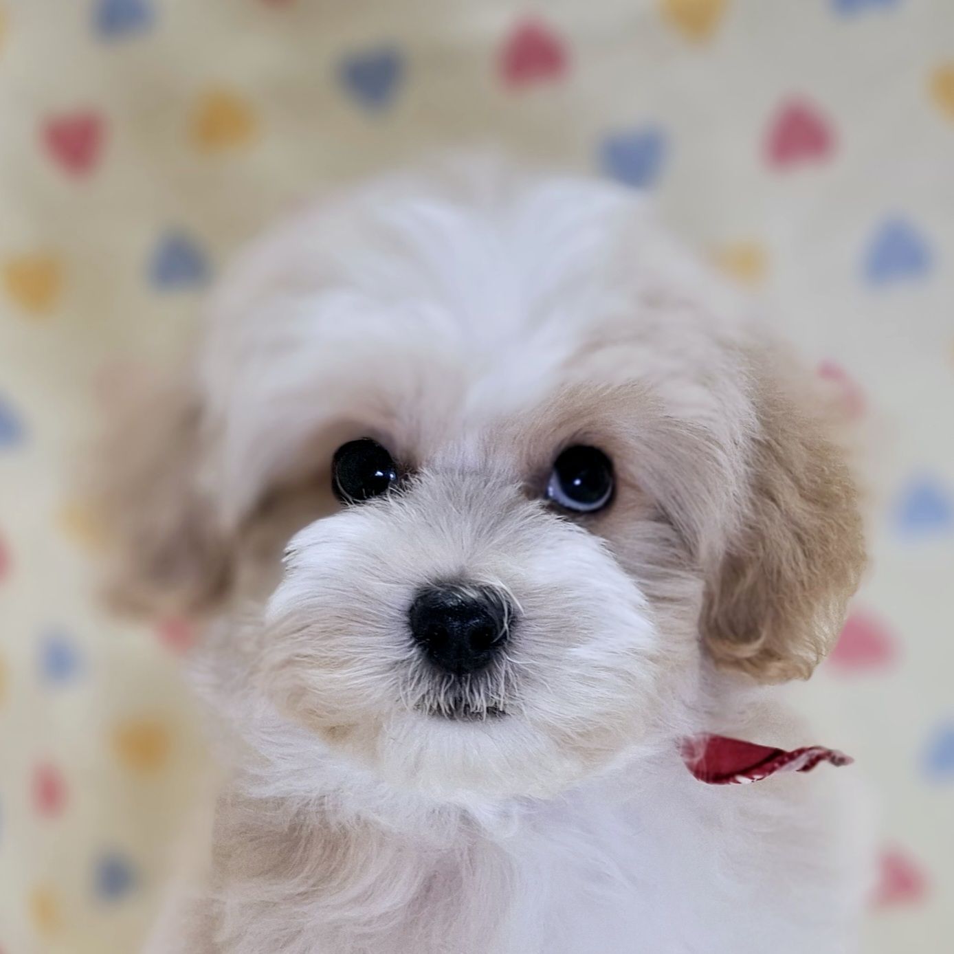 ミックス犬