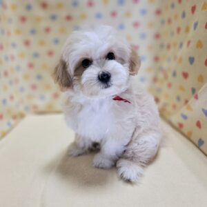 Alternative view of ミックス犬