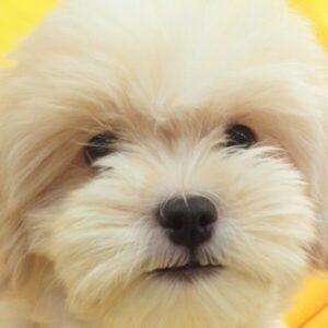 ミックス犬