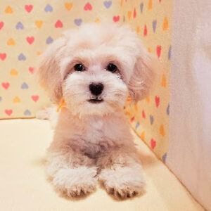 Alternative view of ミックス犬