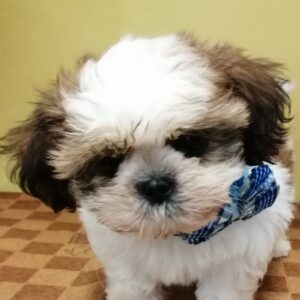 シー・ズー