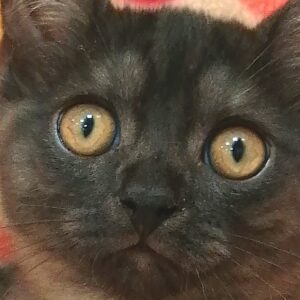 ミックス猫