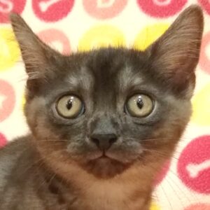 ミックス猫