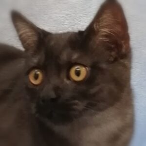 ミックス猫