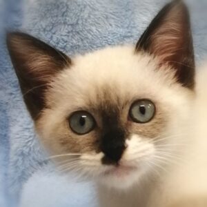 ミックス猫