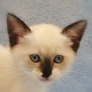 ミックス猫