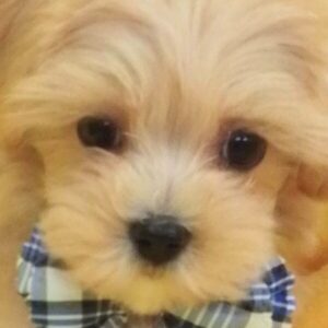ミックス犬