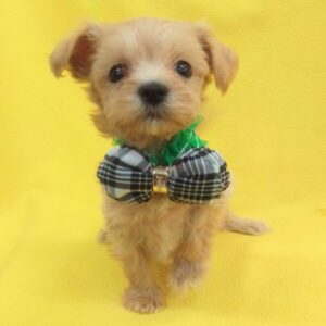 Alternative view of ミックス犬