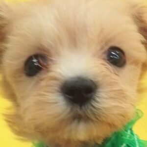 ミックス犬