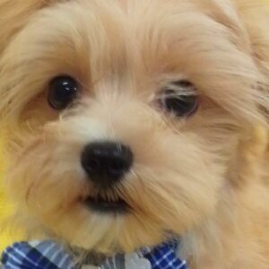 ミックス犬