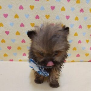 Alternative view of ミックス犬