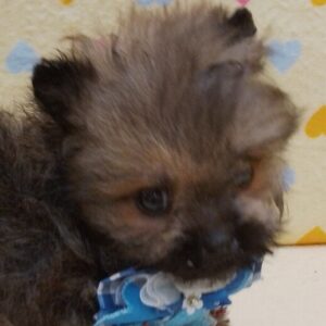 ミックス犬