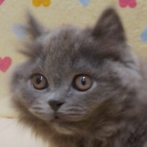 ブリティッシュ・ロングヘアー