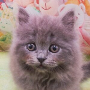 ブリティッシュ・ロングヘアー