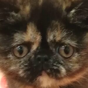 エキゾチック