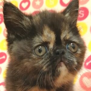 エキゾチック