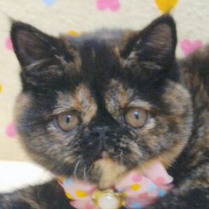 エキゾチック
