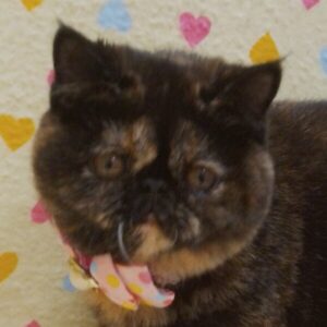エキゾチック