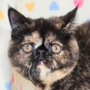 エキゾチック