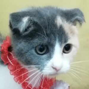 スコティッシュ・フォールド