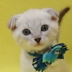 ミックス猫