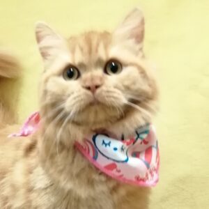 スコティッシュ・フォールド